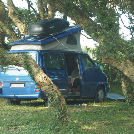 Van unter den Kiefern